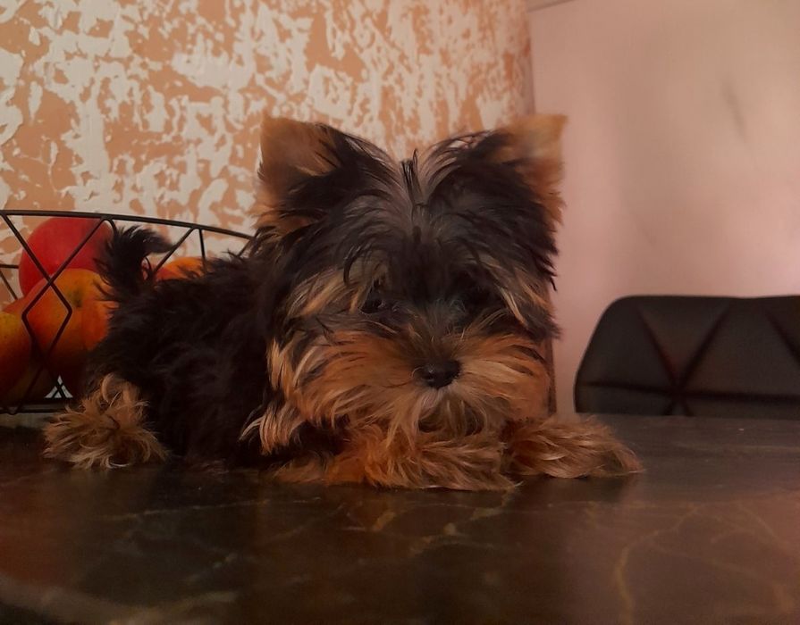 Мини привита Одесса