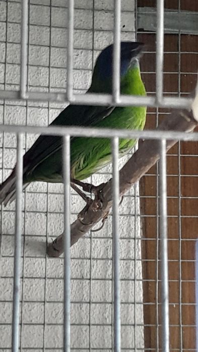 Diamante Tricolor
