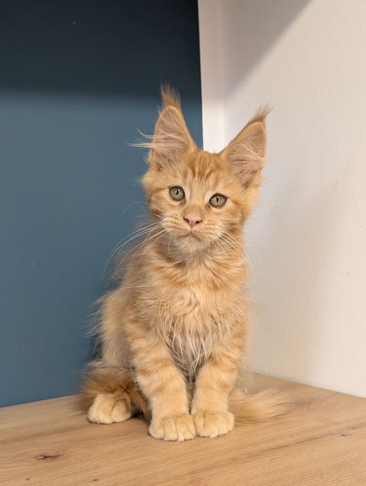 -RZERWACJA- Chester  rudy kocurek Maine Coon. Zapraszamy