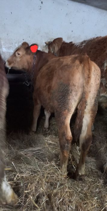 Odsadki byczki mięsne, simental