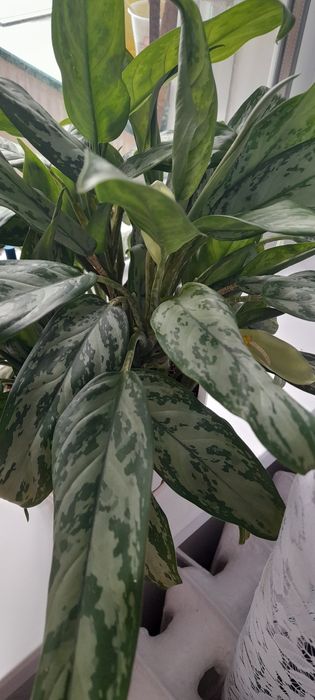 Аглоанема- чудова ,є квітуча