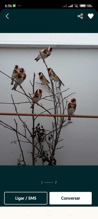 Canários de luxo e outros pássaros