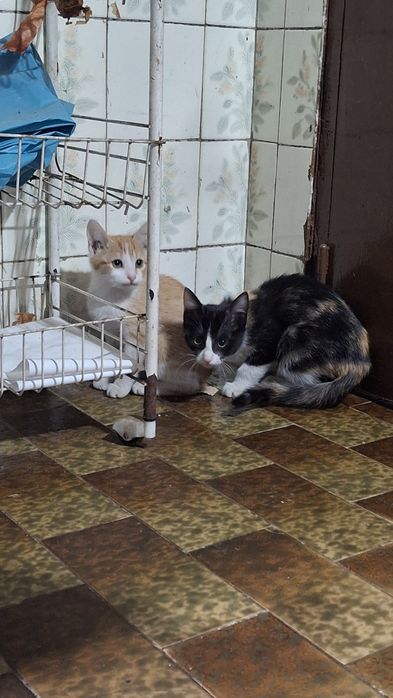 Dá-se gatinhos com 2  messes e meio