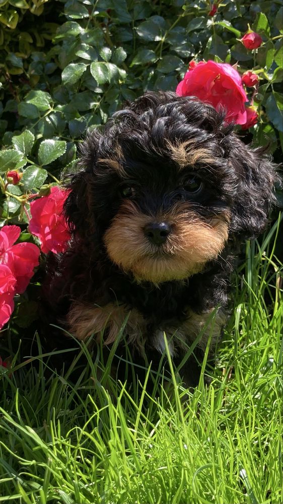 Cavapoo piesek czarno-podpalany