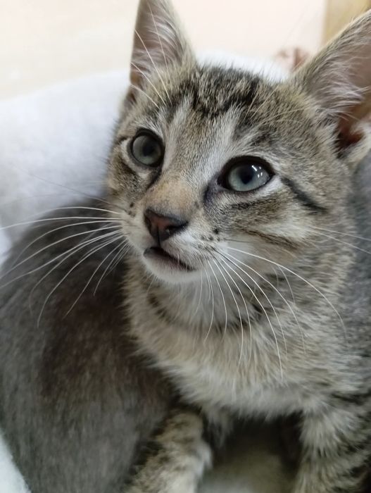 Кутусики кошенята котики безкоштовно в добрі ручки