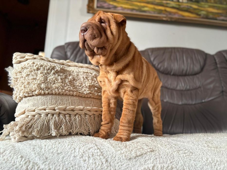 Shar pei dziewczynka