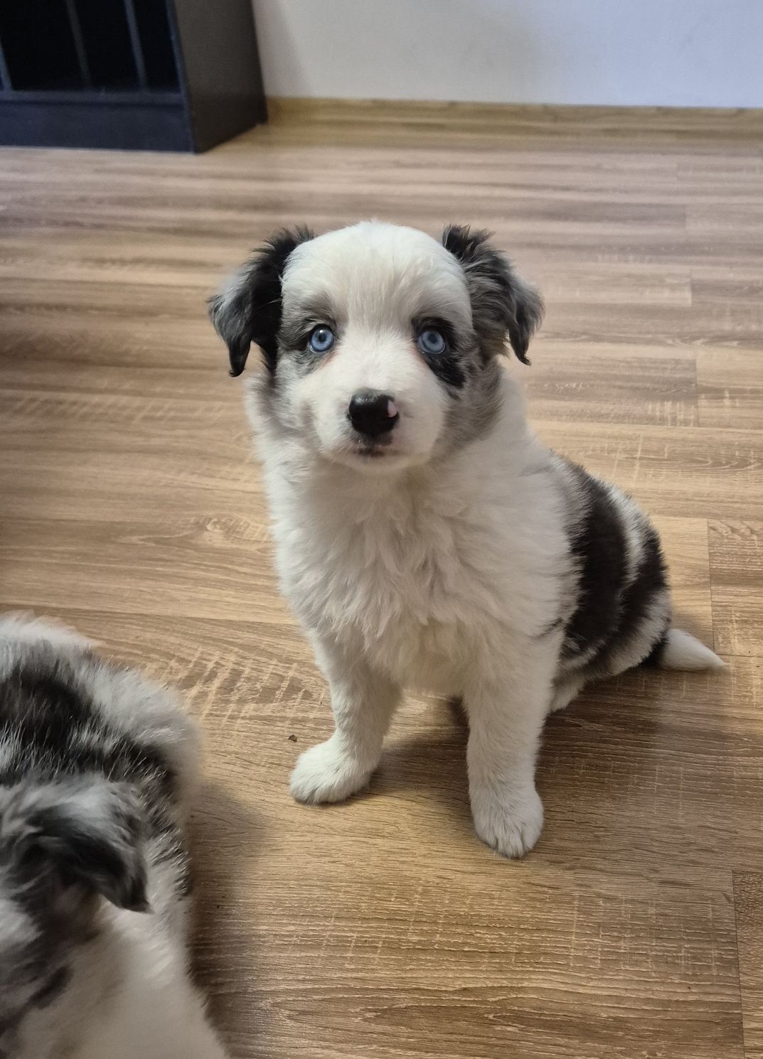 Suczka Border Collie