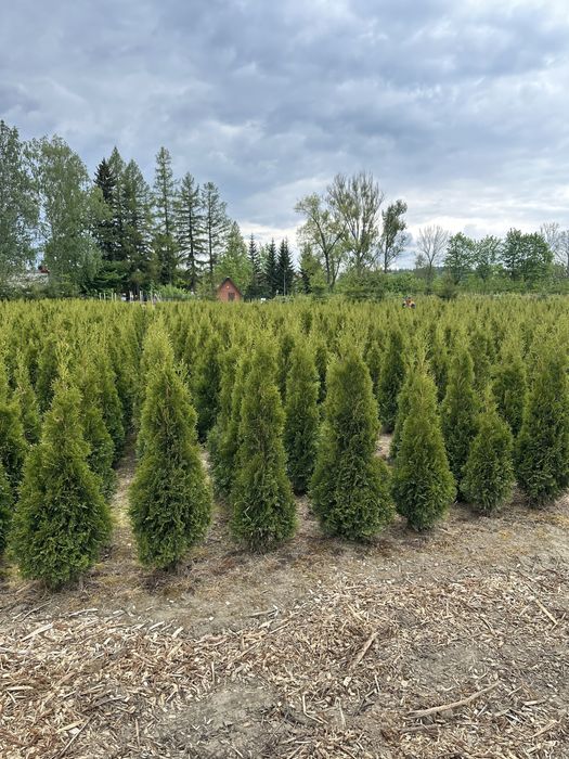 Tuja szmaragd sadzenie ogrodzenie żywopłot transport