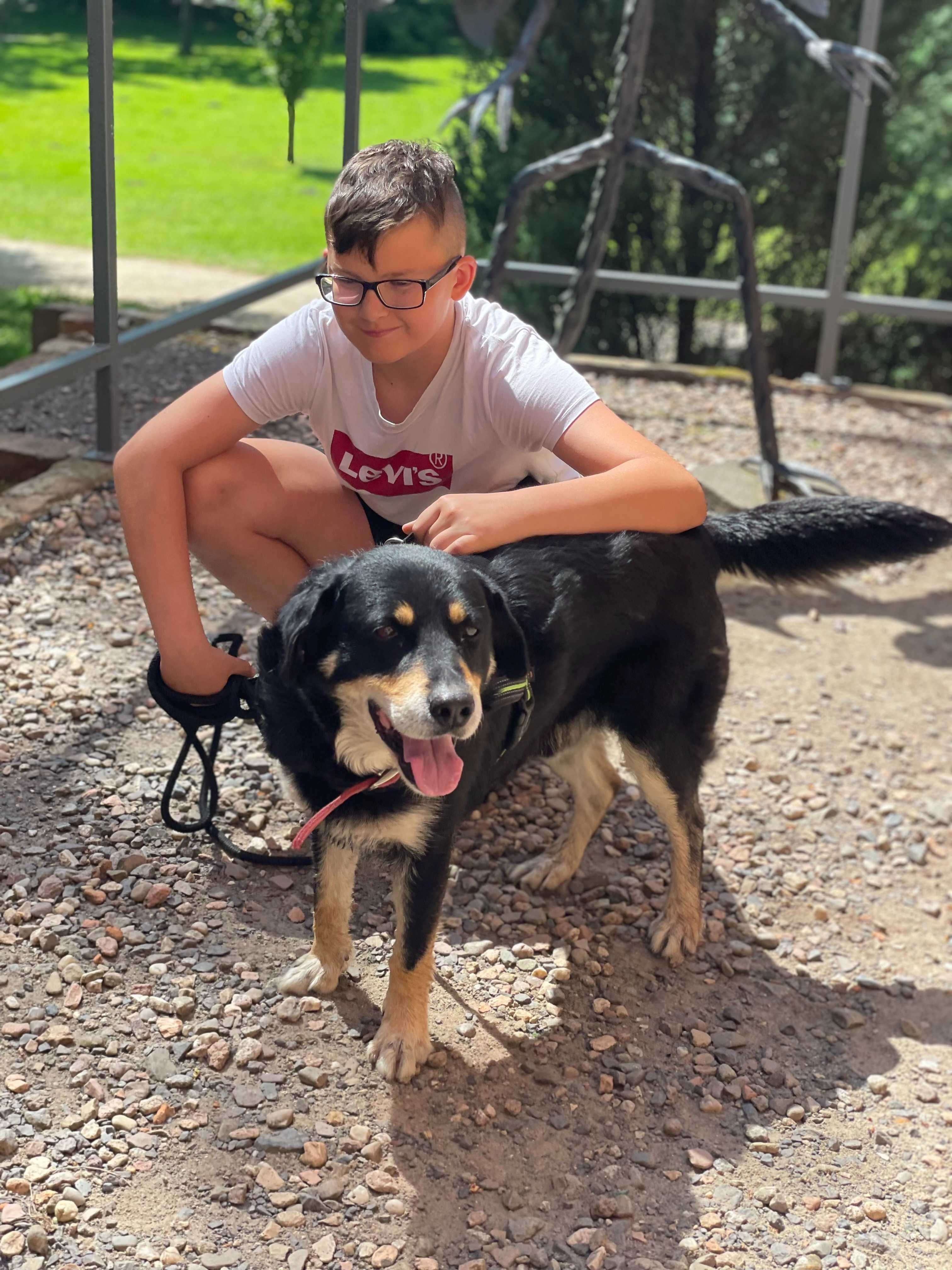 Pies w typie pasterski berneński poleca się do adopcji