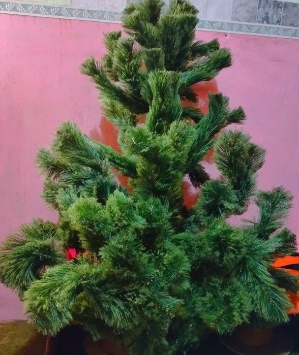 Ёлочка на продажу