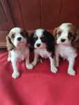 Cavalier King Charles Spaniel