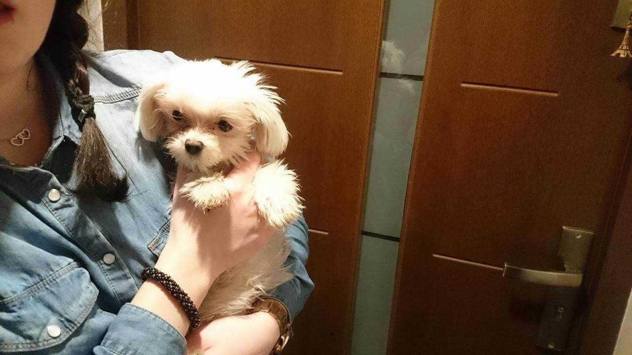 Mini Maltańczyk Korea ks zdrowia rodowód chip wyprawka