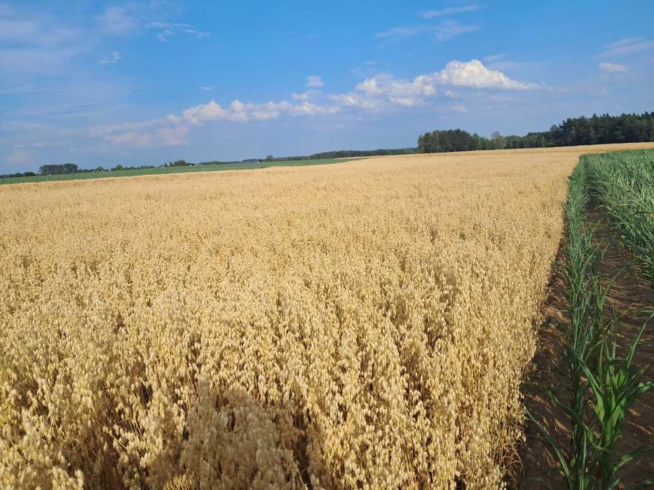 2025 rok po c1 owies ozimy snowbird zimowy