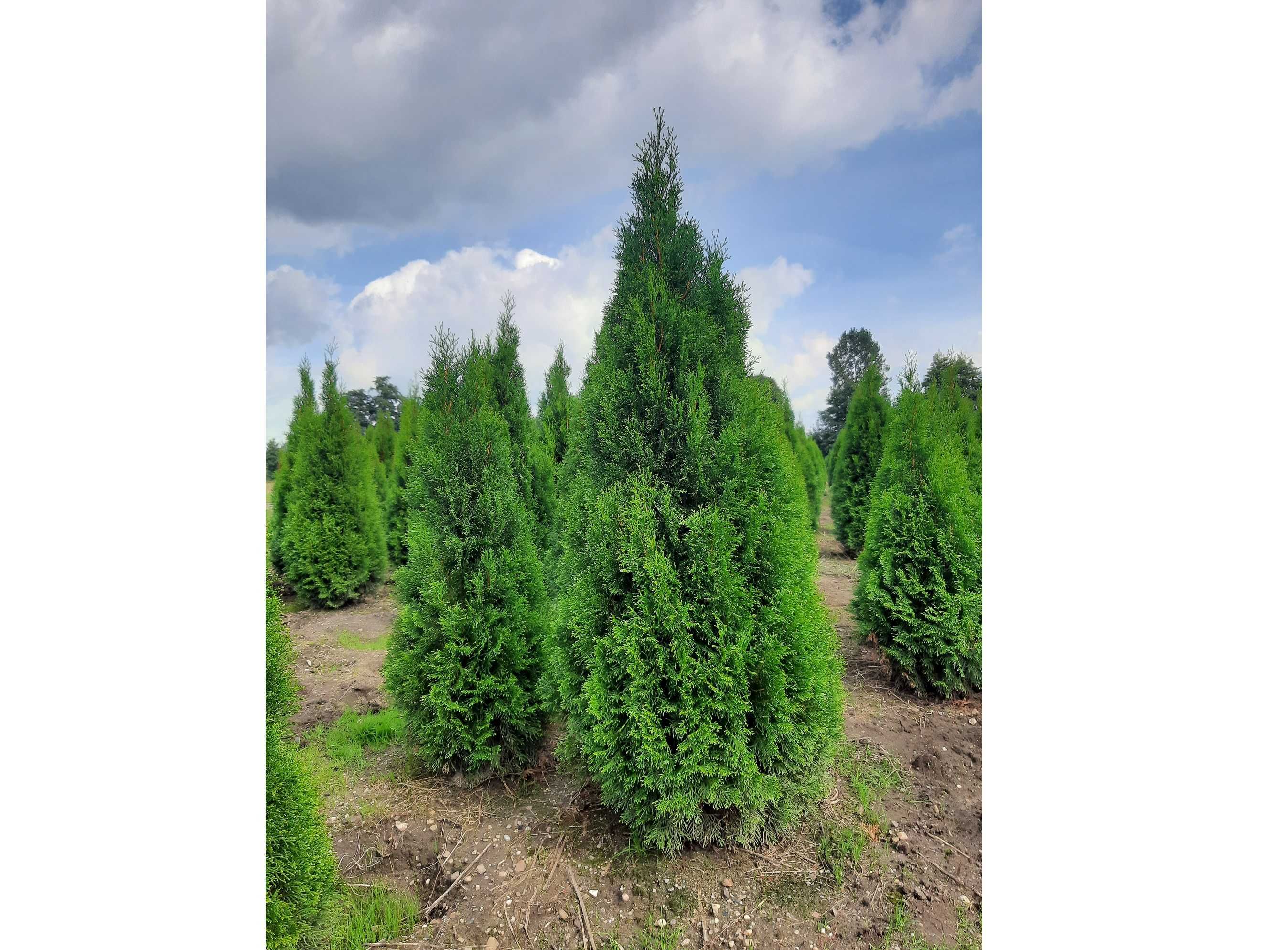 Thuja Smaragd 160,180,200,220 cm! Tuja Szmaragd! Sadzimy tuje!