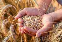 Продам  пшеницю 2023  сортова