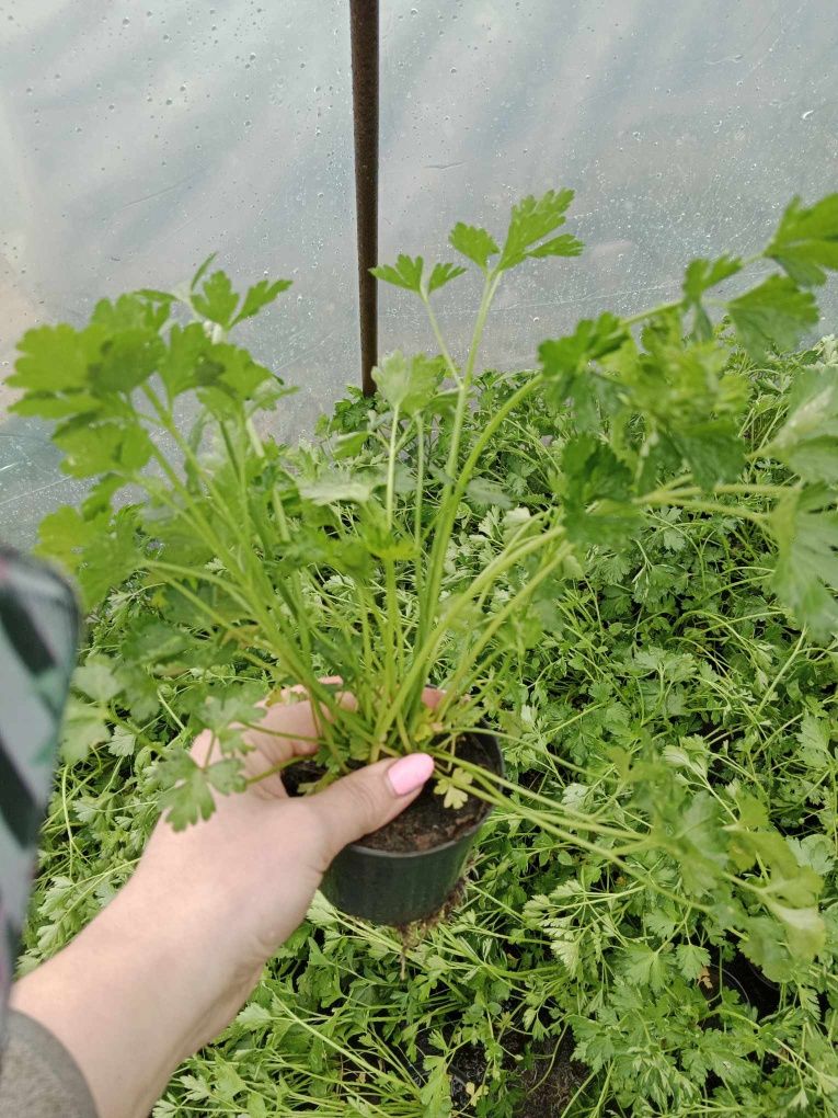 Sadzonka truskawka w doniczce żywa roślina i wiele innych