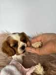 Suczka Cavalier King Charles Spaniel