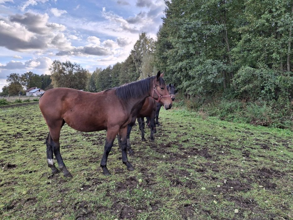 Sprzedam klacz śląską