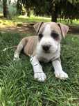 American Pitbull Terrier