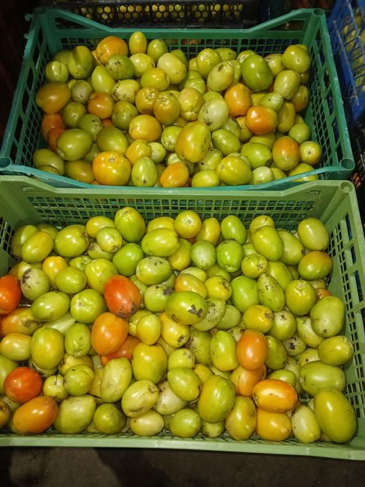 Продам помидор сливку