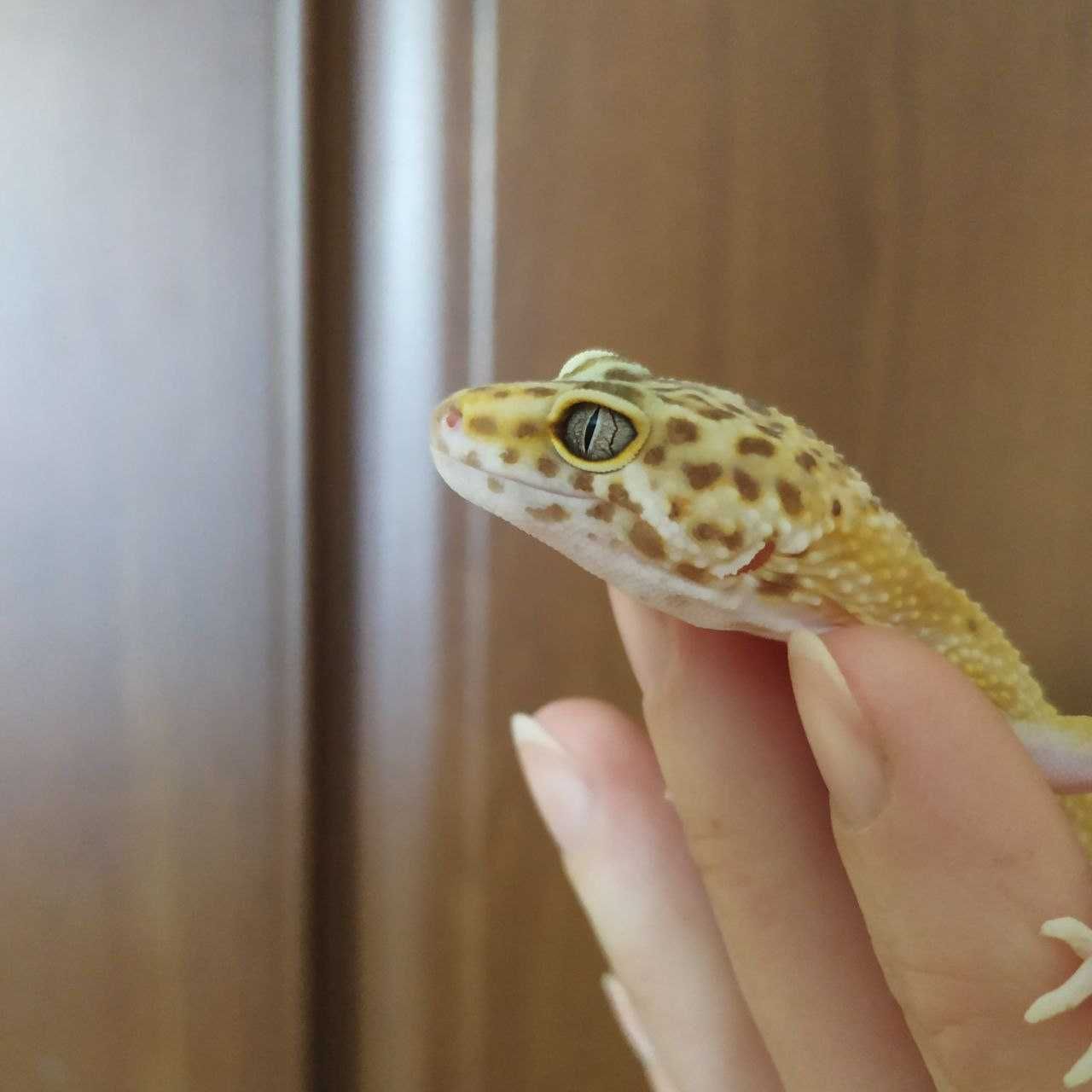 Эублефар. Леопардовый геккон. Hypo Tremper Albino