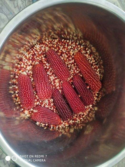 Кукурудза для попкорну.