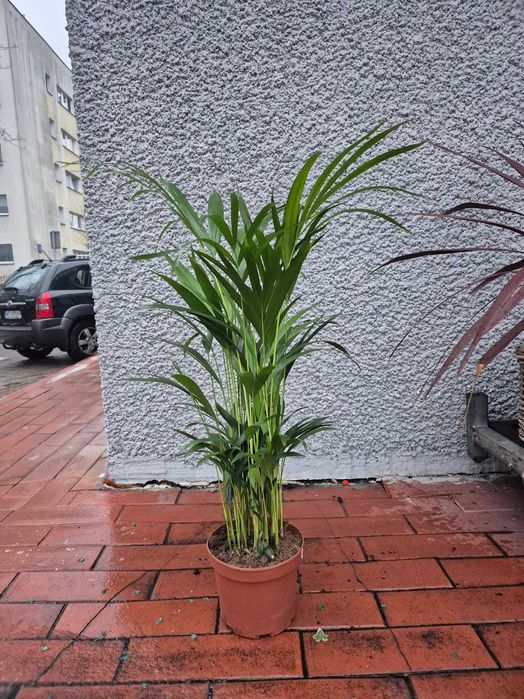 Dypsis LUTESCENS d17 h80