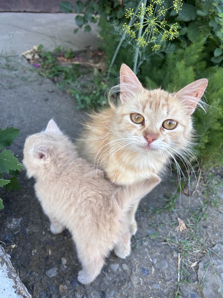 КОТИКИ, Чернівці та область