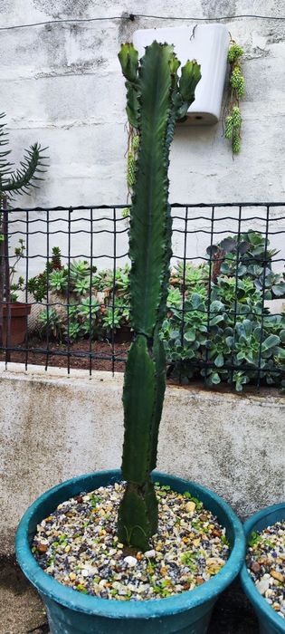 Vendo Cactus Erythrea