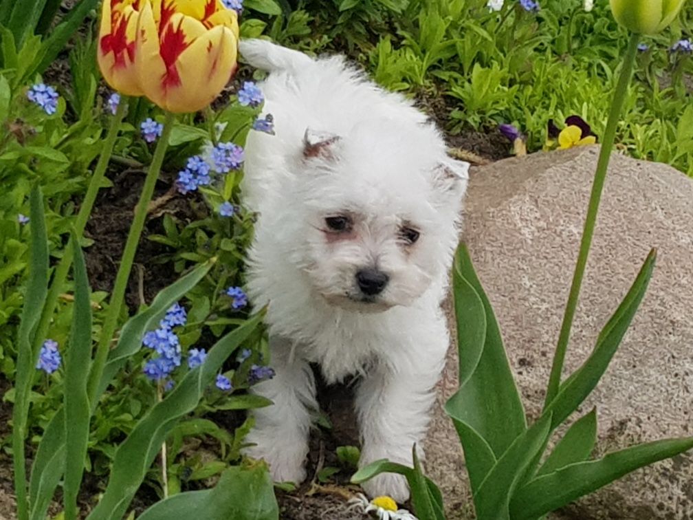 West highlant white terrier ,west,westy