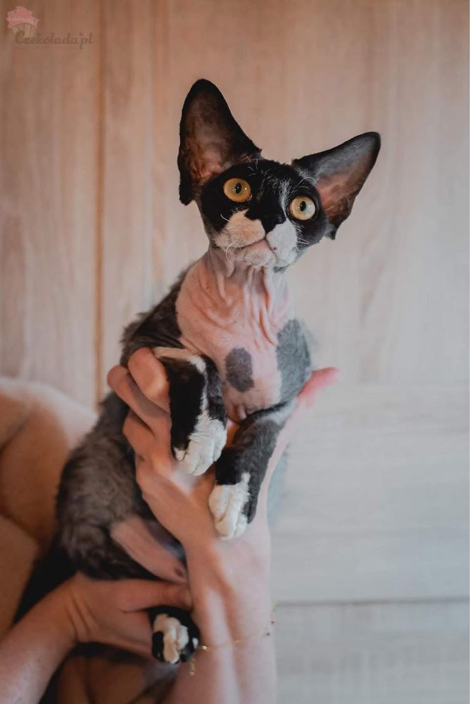 Kocurek devon  rex