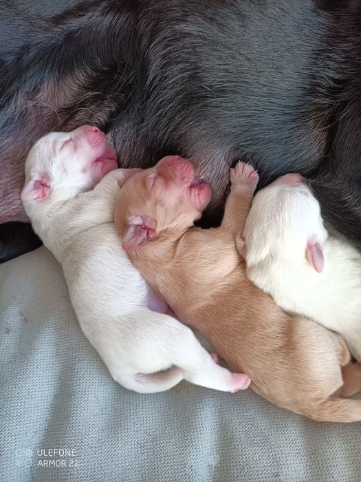 Ninhada de cães para doar