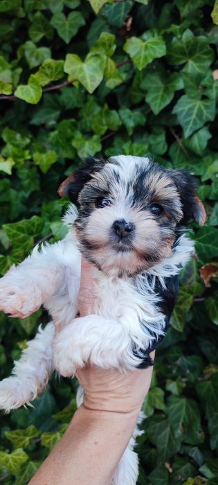 Yorkshire terrier suczka biewer