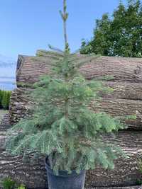 Świerk serbski w doniczce, wysokość 50-70 cm