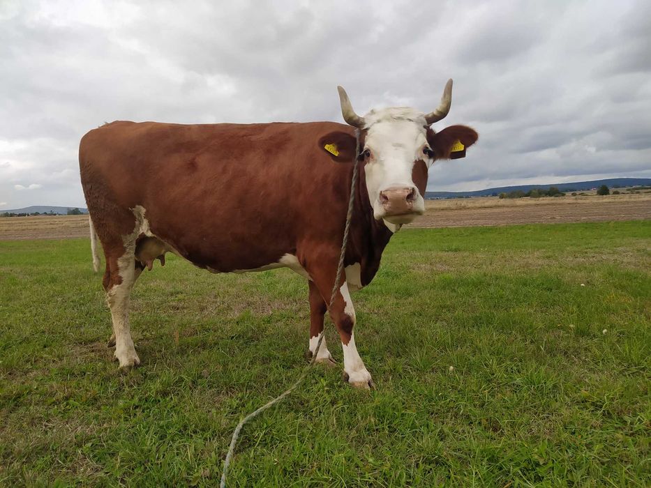 krowa simental mleczny na ocieleniu