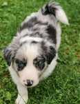 Border collie blue merle- pies gotowy do zmiany domu