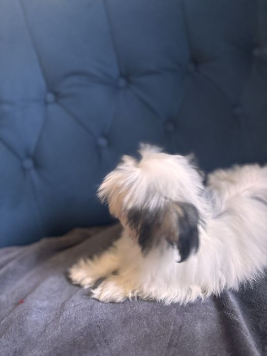 Morkie hybryda york-maltańczyk suczka