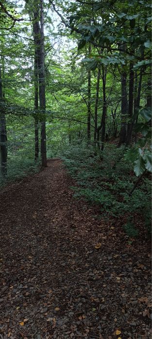 Działka Leśna STRACONKA Bielsko-Biała 1,5 ha 15029m2