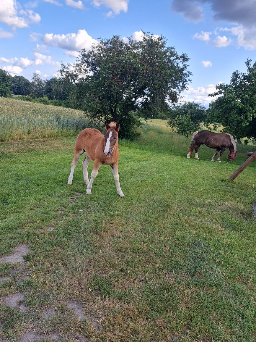 Konie zimnokrwiste