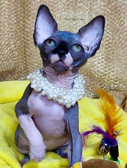 Канадський сфінкс дівчинка Азалєя