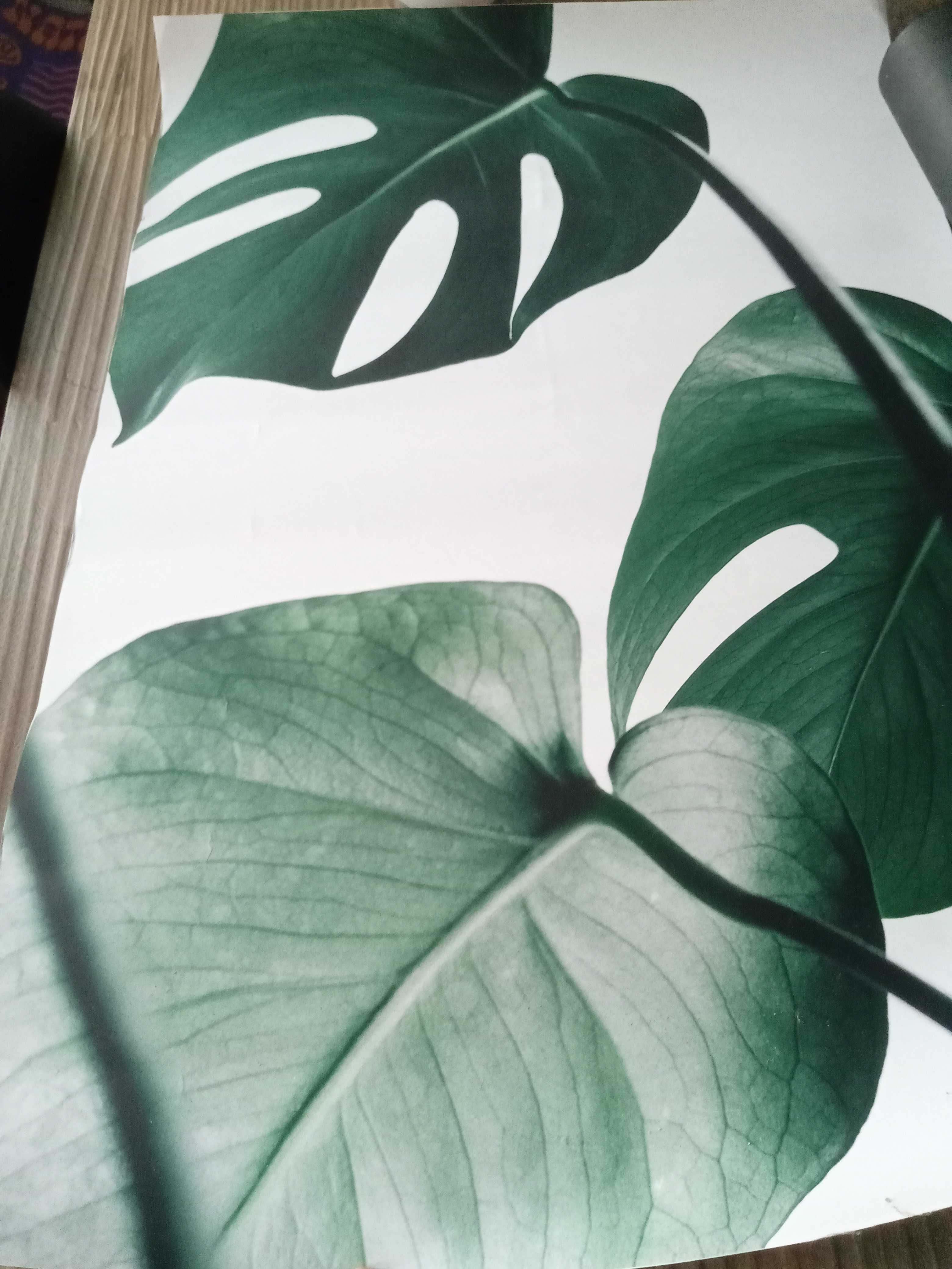 Poster Desenio folhas verdes