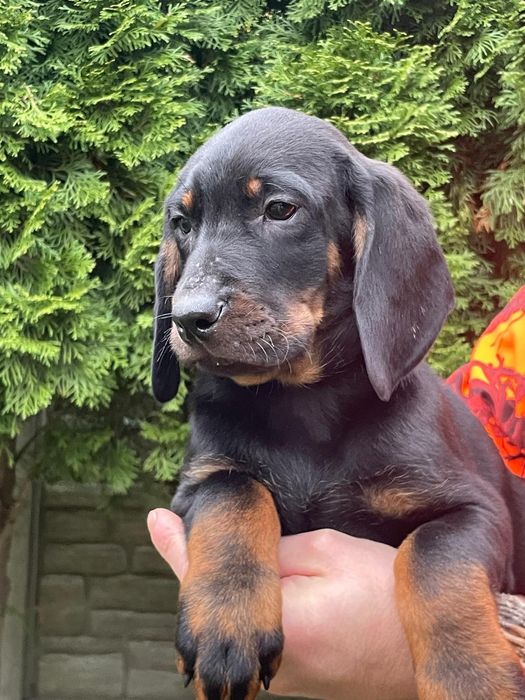 Gończy Polski -Piesek ZKwP