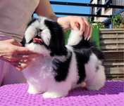 suczka shih tzu ZKwP