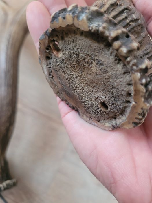 Poroże jelenia myłkus para