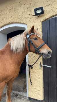 Klacz haflinger 12 lat