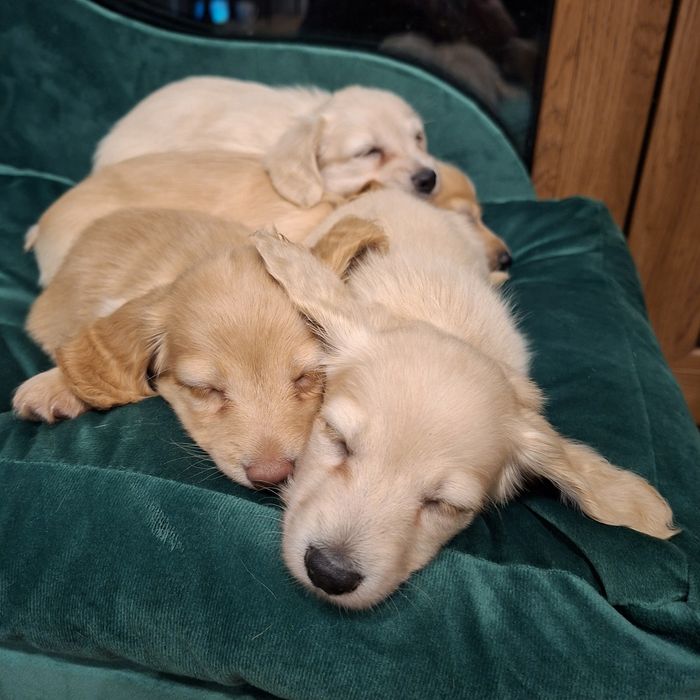 Jamnik długowłosy miniaturowy kremowy - gotowy do zmiany domku