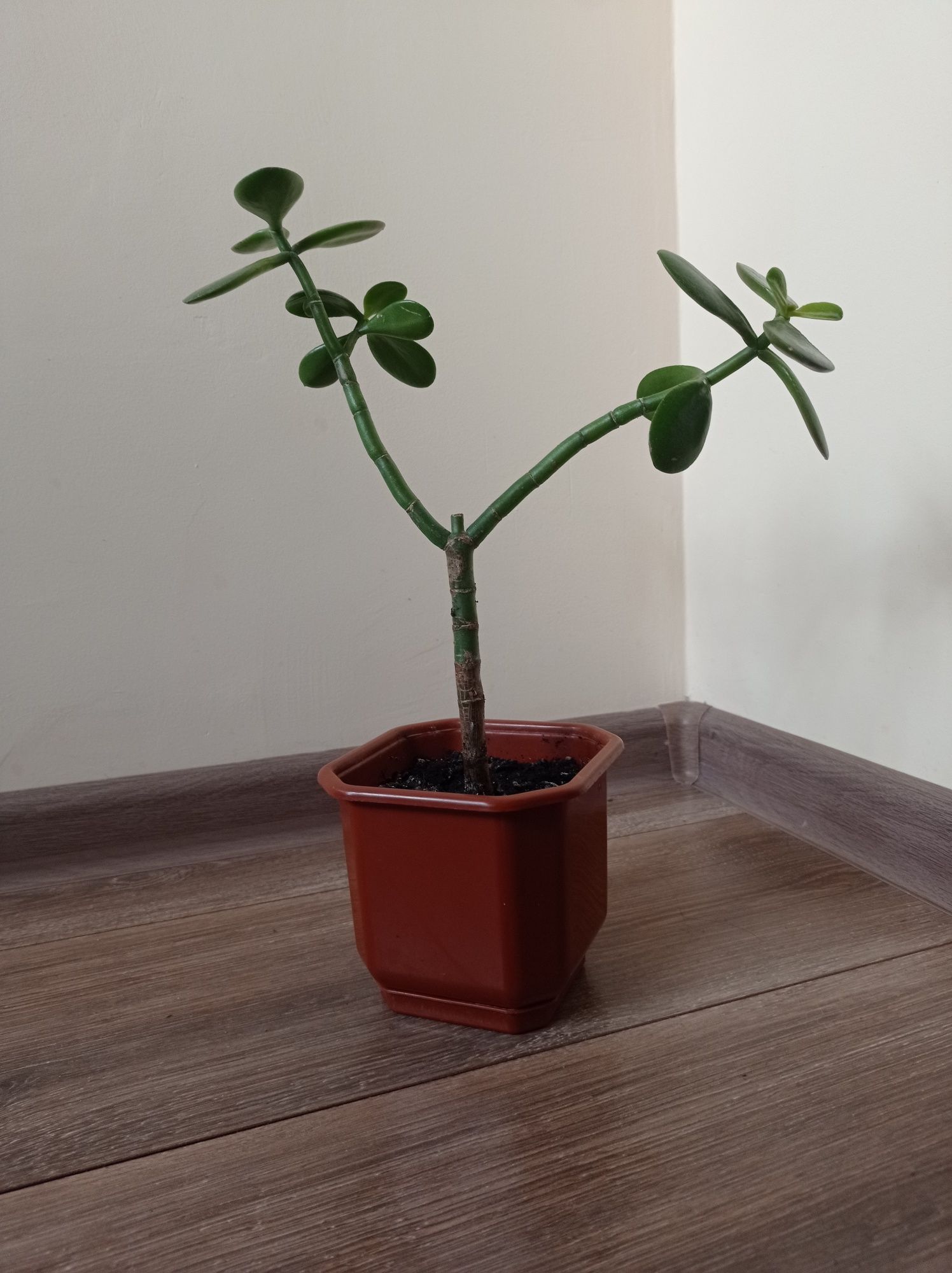 Продам "Денежное дерево" ( "Толстянка ") комнатное растение