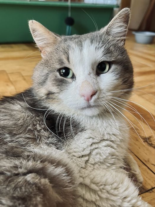 Врятований котик після ДТП шукає родину