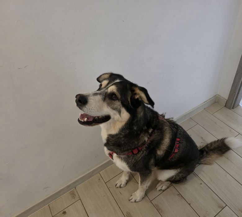 Piesio  w typie alaskana  zostanie  adoptowany