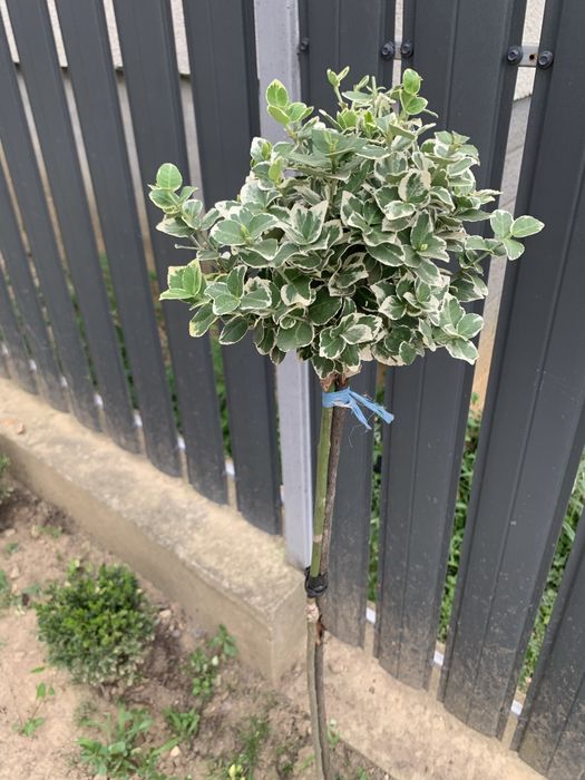 Бересклет на штамбі емеральд гаєті ,японский та  емералд енд голд